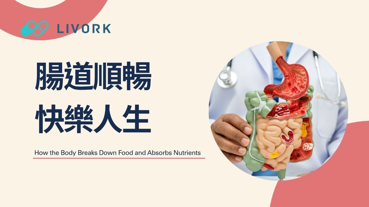 腸道順暢、快樂人生